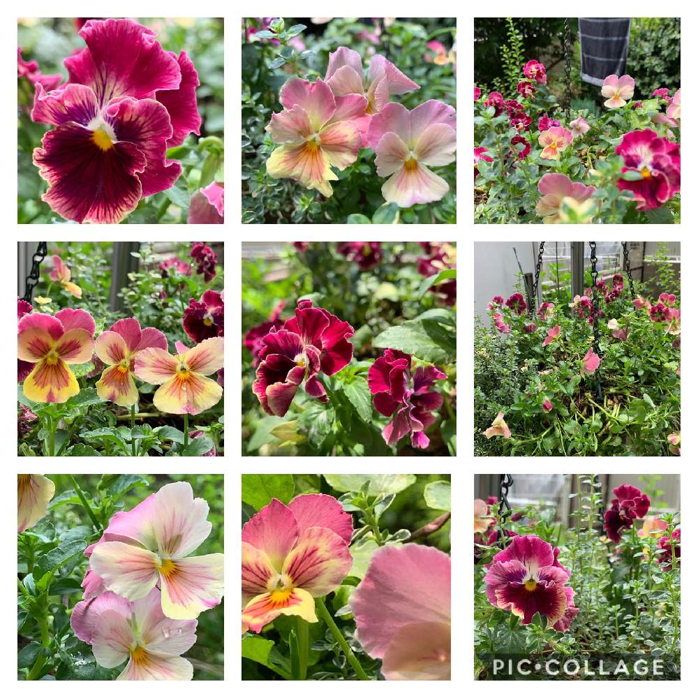 小さな庭の画像 by スイカさん | 小さな庭と寄せ植えのパンジー・ビオラと植中毒とピンクのお花と花のある暮らしとスマホで撮影とかわいいな♡とチーム福岡