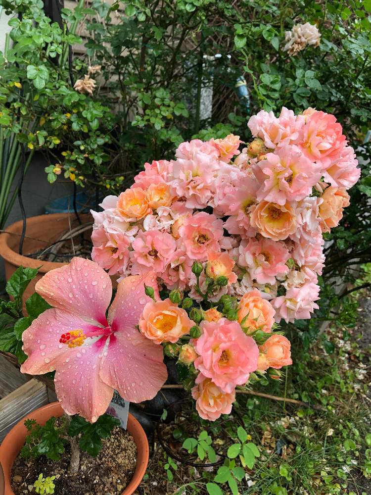 小さな庭の画像 by マシュさん | 小さな庭と雨に輝くとばら バラ 薔薇とお庭を彩るお花・樹木フォトコンと ハイビスカスとハイビスカス咲きましたと花のある暮らし