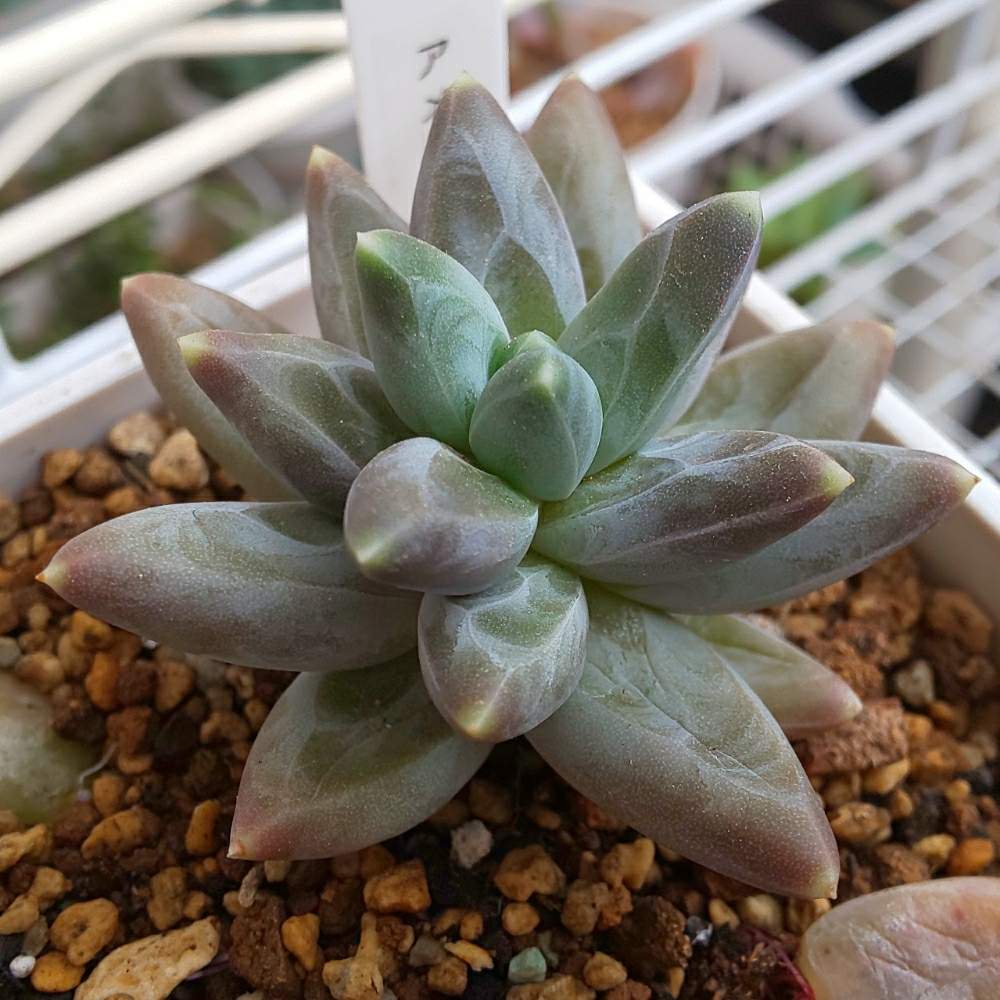 バルコニー/ベランダの画像 by Succulent so cute ♥さん | バルコニー/ベランダとアメジストとAmethystとチーム大阪とno green no lifeとお気に入り~✴️と夏色多肉と春の多肉ちゃんとスマホ撮影加工なしとsucculent so cute ♥️とチームグリーンとgreenとcute ♥️ アメジストとSucculent Lifeとenjoy botanical life ♥️とパキフィツム属♥️とso cute garden ♥️とcute ♥️ パキとGS萌え~✴️と多肉コレクション♥と葉っぱlove♥とsucculentとsucculent love ♥