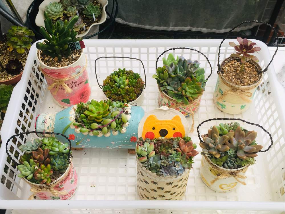 小さな庭の画像 by パタコさん | 小さな庭と多肉植物寄せ植えと自作リメ缶