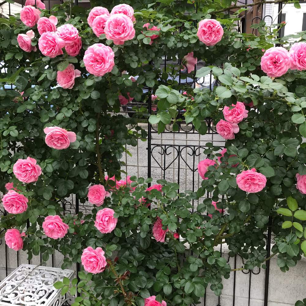 フェンスの画像 by つるばらさん | フェンスとバラの生垣とばら バラ 薔薇とカインズバラコンテスト2019とバラと暮らすと薔薇愛同盟とピンク!ピンク!ピンク!とわたしのレオナルドダヴィンチとピンク❤︎ピンクとバラの季節とバラの鉢植えと鉢でバラを育てるとバラが好きと花のある暮らしとバラに囲まれてとバラ フェンスとばら 薔薇 バラとロザリアンとレオナルド・ダ・ヴィンチ