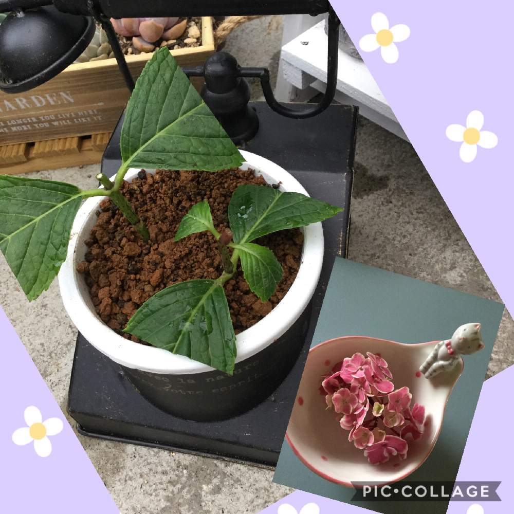 の画像 by 月の雫さん | 紫陽花と紫陽花挿し木と猫大好きとネコ好きとステキ☆と無事に根付いて✨とGS映えとしぞーか勢と紫陽花の挿し木と癒されると花のある暮らしとかわいいな♡と可愛い紫陽花とかわいい❤