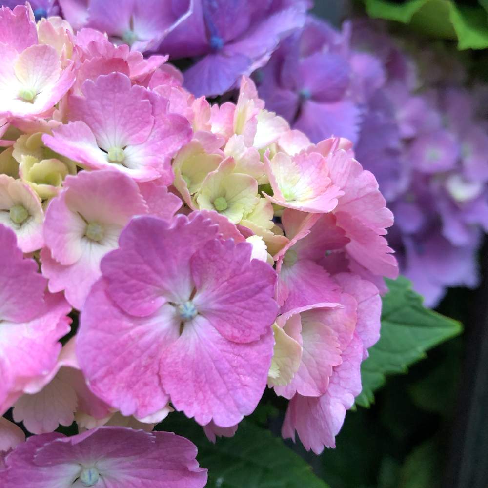 お出かけ先の画像 by karenさん | お出かけ先とアジサイと好きな花とムラサキの花とステキ☆と良きとGS映えときれいと紫陽花 アジサイ あじさいと美しいと綺麗とアジサイ 紫陽花ときれいな色とあじさいフォトコンテストと『あじさい2019』フォトコンテストと可愛いとかわいいとお花とかわいいな♡とかわいい♡♡とむらさき❇︎と素敵と映え