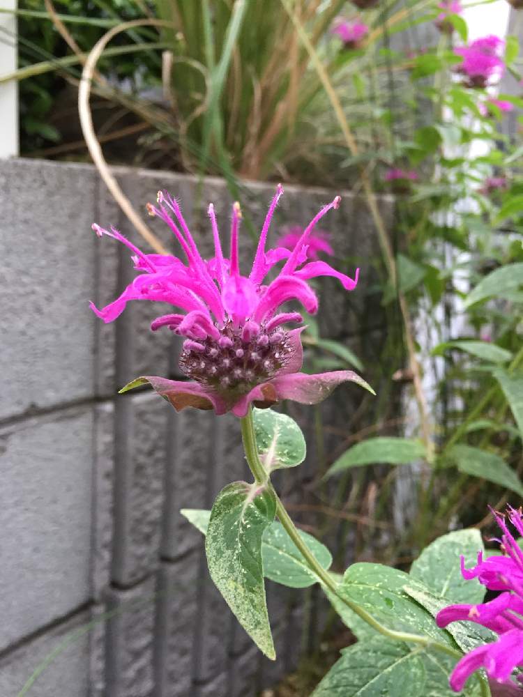 の画像 by みなさん | モナルダと都会ではっけん!とムラサキの花