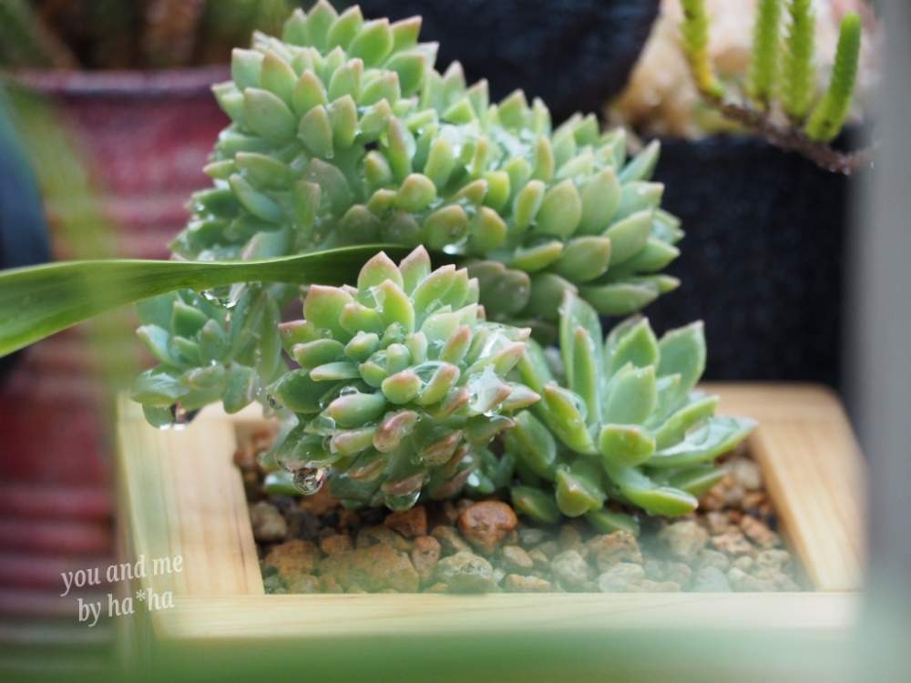 玄関の画像 by YOU & MEさん | 玄関とマッコス綴化と多肉植物とmy correctionと雨粒多肉と雨ざらし日ざらしと多肉好き