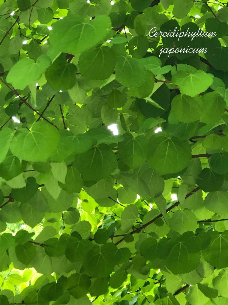 お出かけ先の画像 by **花ママ**さん | お出かけ先とカツラと柏市中原ふれあい防災公園とキュンキュン乙女倶楽部とかつらの木と千葉県と@naturalと部員No248と柏市と可愛いとかわいいとかわいいな♡