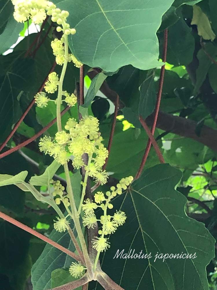 お出かけ先の画像 by **花ママ**さん | お出かけ先とアカメガシワとアカメガシワの雄花と小さなしあわせ♡とキュンキュン乙女倶楽部と千葉県と@naturalと部員No248と柏市と可愛いと花のある暮らしとかわいいとかわいいな♡とアカメガシワ.