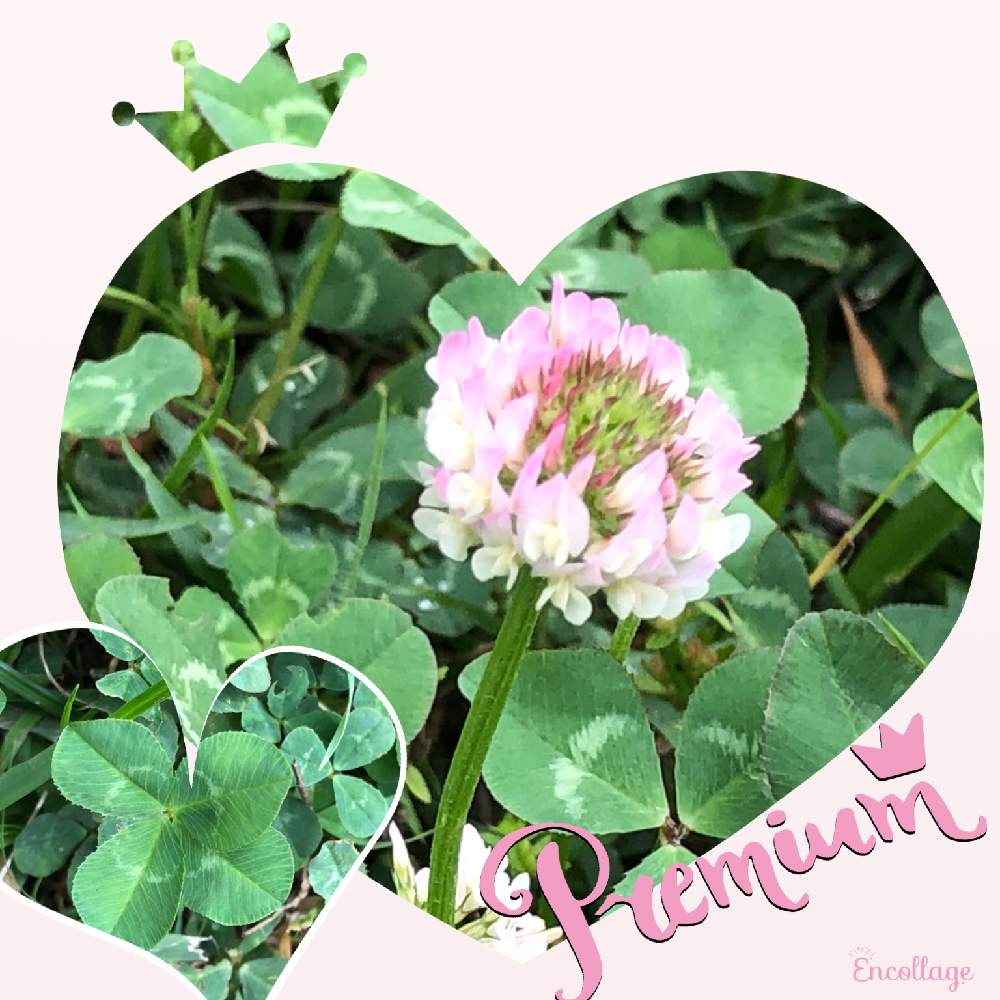 お出かけ先の画像 by **花ママ**さん | お出かけ先と小さなしあわせ♡と柏市中原ふれあい防災公園とモモイロシロツメグサと千葉県とピンクの花と@naturalと部員No248と柏市と四つ葉のクローバー♪と花のある暮らしとかわいいとかわいいな♡