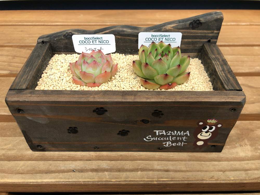の画像 by naruさん | 多肉植物と多肉可愛いとぼっちさん苗と多肉大好きと寄せ植えと癒しとリメ缶 手作りリメイク缶と渚のファーマーズマーケットとリメ鉢と多肉女子と可愛い〜♡とcocoetnicoと可愛いとタニク初心者