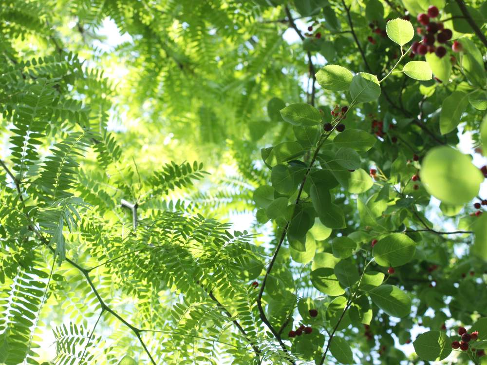 の画像 by cozycozy*さん | ボタニカルと季節を楽しむと植物のある暮らしとyokohama english gardenと癒しのひと時