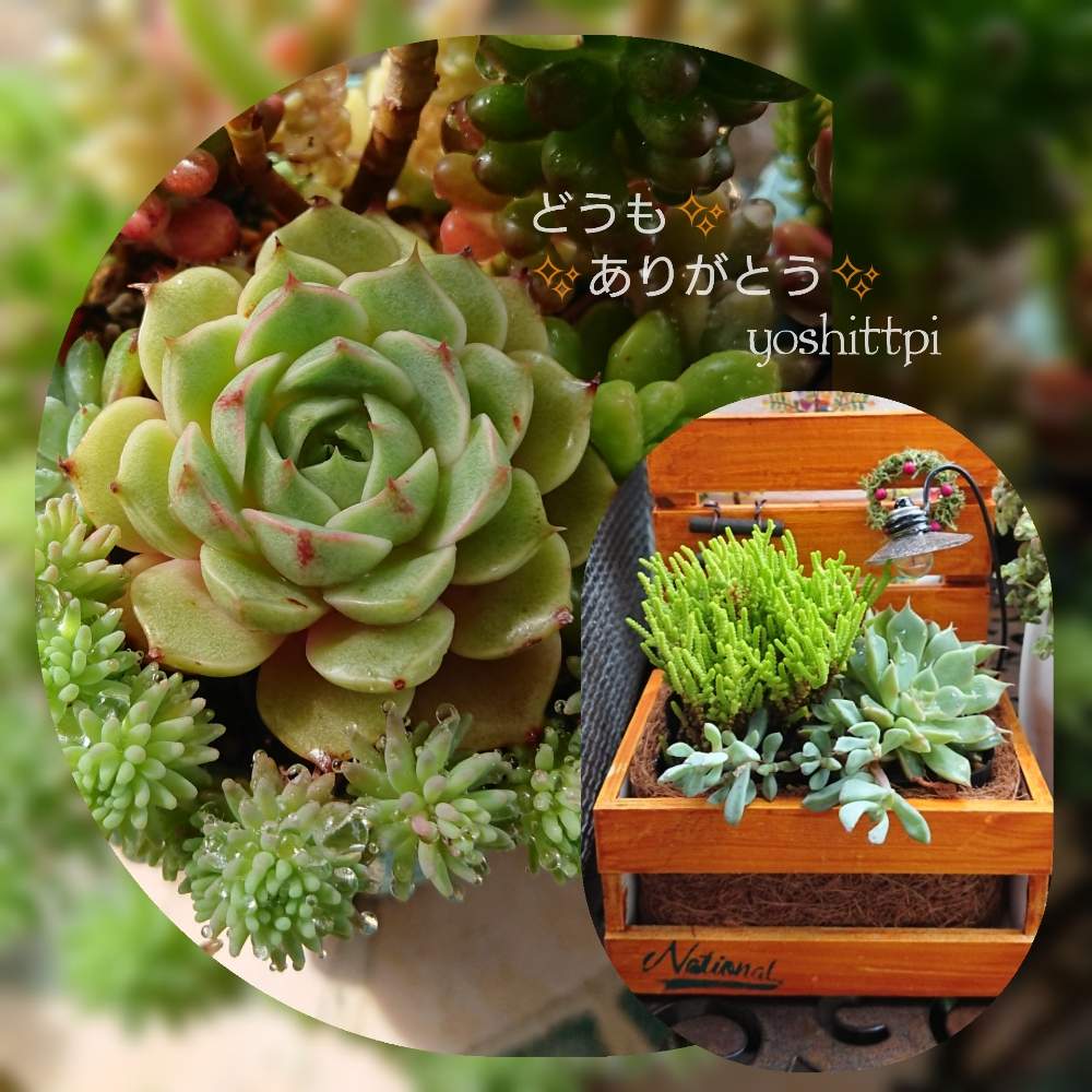 の画像 by yoshittpi(よしっピ)さん | HTCとnnmちゃんのリメ鉢と癒しの時とありがとーと早起き倶楽部とメキシコに行きたいとサボテン好きと多肉2016同期と多肉女子とたに倶楽部とタニラーと多肉ばばと拡大禁止とほぼ1日1枚とたにおたくらぶとGS植物うちなーぐち会