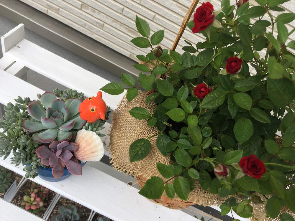 小さな庭の画像 by yooccoさん | 小さな庭と多肉植物と多肉のある暮らしときれいと植中毒と多肉一年生と多肉女子とかわいいとバラ・ミニバラと多肉寄せ植えと植物欲