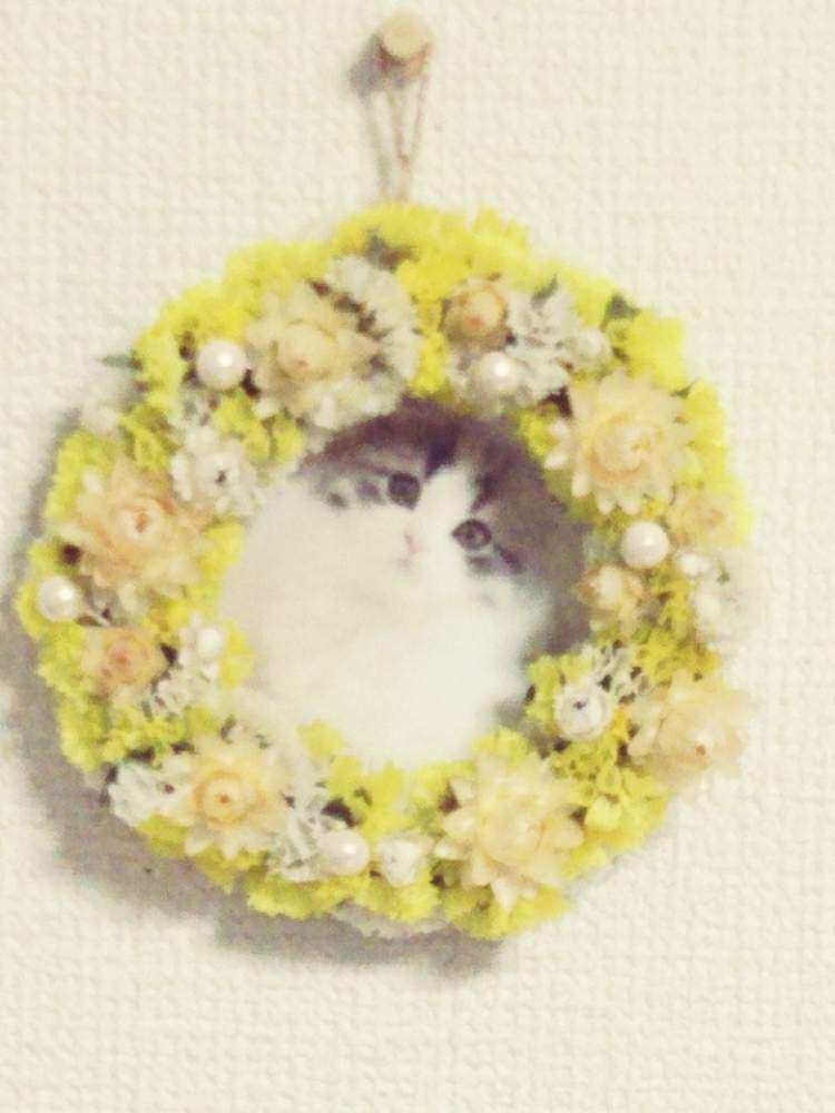 部屋の画像 by ぎんちゃんさん | 部屋とドライフラワーのある暮らしとネコ好きと手作りのリースと花のある暮らしとかわいいな♡とわが家の花とスターチス♪