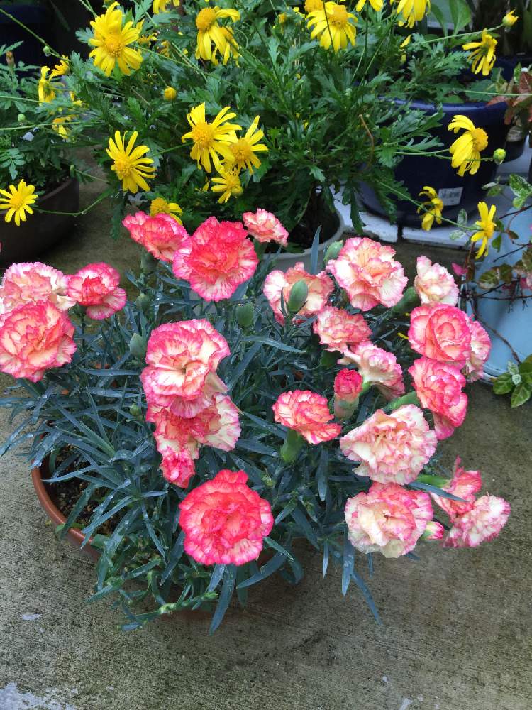 の画像 by みやさん | カーネーションと花のある暮らしとカーネーション♡と挿し芽で増えたカーネーションと挿し芽で増やそう