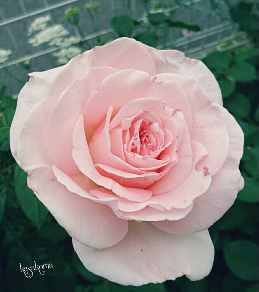 小さな庭の画像 by kasakomaさん | 小さな庭とバラ マイガーデンとカインズバラコンテスト2019と薔薇愛同盟と強香のバラと花壇とバラのある暮らしと植中毒と大輪系とメイアンと2019kasakomaのバラと半直立性と庭植えとバラ 四季咲きとバラ・ミニバラと地植えと丸弁抱咲