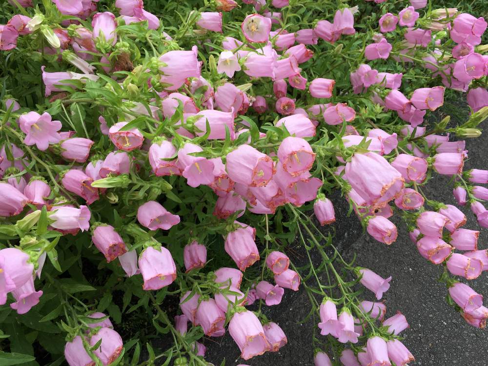 お出かけ先の画像 by くみぽんさん | お出かけ先とカンパニュラとピンクの花と花のある暮らしとくじゅう花公園と山遊び