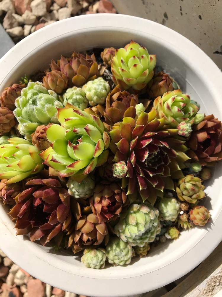 小さな庭の画像 by あきさん | 小さな庭と多肉植物とセンペル丼と寄せ植えと多肉女子とセンペルビブムと多肉初心者