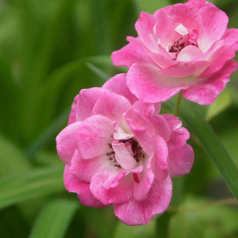 小さな庭の画像 by 由美子さん | 小さな庭とブリリアントピンクアイスバーグとばら バラ 薔薇とカインズバラコンテスト2019とゆみさんちの庭あそびとローカルカメラマンかな?!(笑)としべ好きと月曜日にはバラをと花のある暮らしと単焦点レンズと庭の宿根草