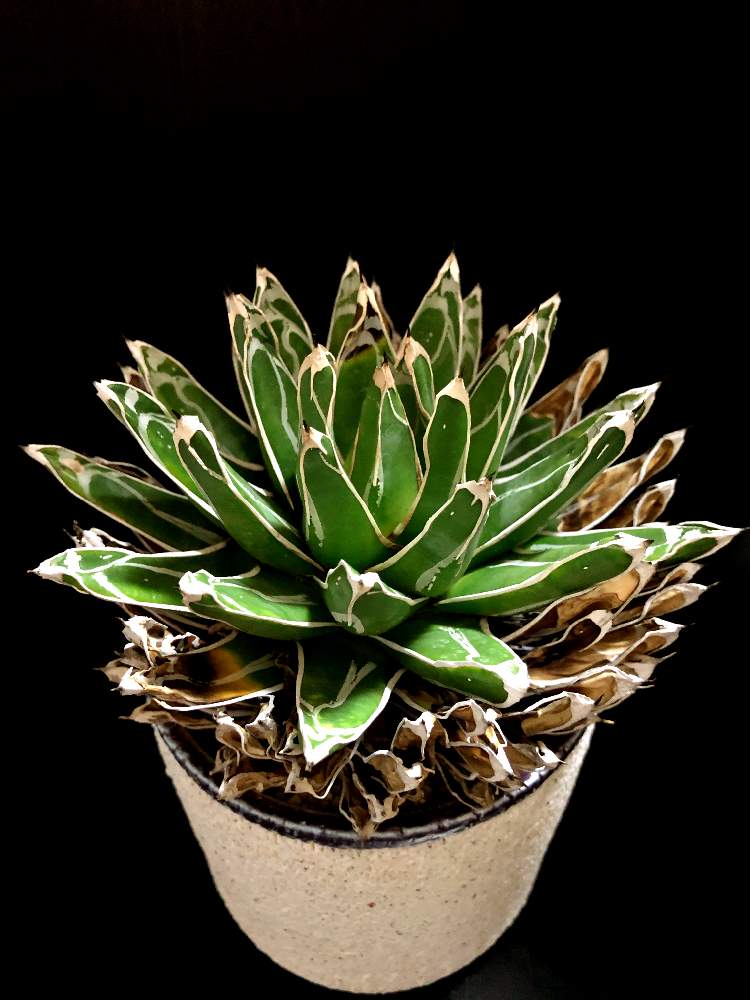 バルコニー/ベランダの画像 by good_guyさん | バルコニー/ベランダとAgave victoriae-reginaeと多肉植物とEuphorbiaとcactusとtylecodonとstyle_of_chika とサルコカウロン属とフィランサス ミラビリスとユーベルマニア ペクチニフェラとCaudexと多肉女子と塊根植物と珍奇植物とPachypodiumとaloeとagaveとOperculicaryaとGREEN UP!とCopiapoaと亀甲竜。とsucculent
