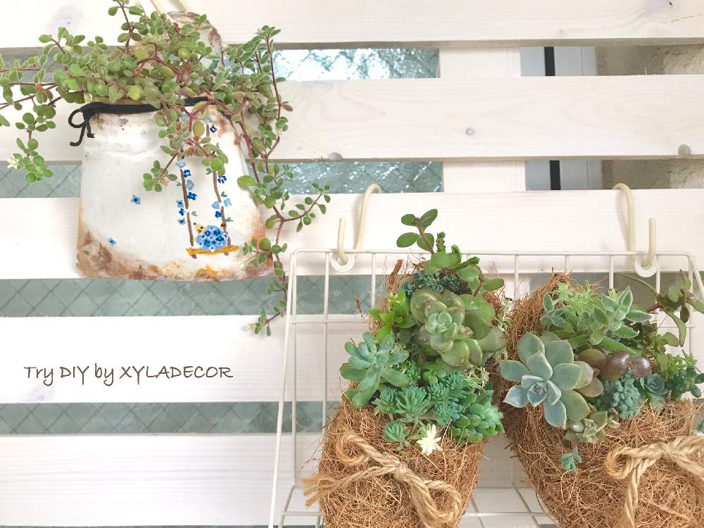 玄関の画像 by nyacoさん | 玄関と多肉植物とモニター当選とizumiちゃんの花ねずみと多肉植物寄せ植えと多肉女子とリメ缶バッグとキシラデコール モニター中と板壁DIYとDIYとキシラデコールと花のある暮らしと多肉寄せ植えとタニク初心者とタニクちゃんとDIYウッドフェンスと多肉植物 多肉の有るくらしと#paint