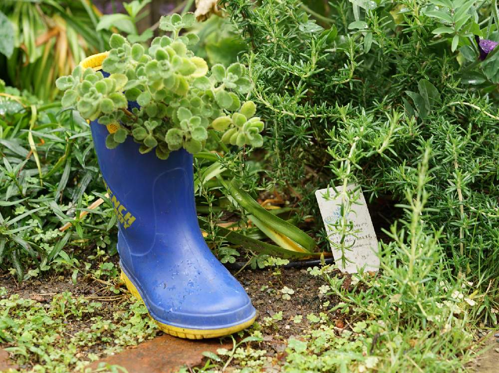 の画像 by スローライフさん | ローズマリーとアロマティカスと雨上がりと多肉植物とカラーリーフとGS映えと多肉女子とリサイクルショップとDIYと私の庭と花のある暮らしとリサイクルとリサイクル鉢