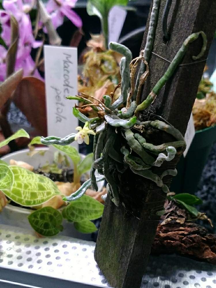 部屋の画像 by ヘーラさん | 部屋とtaeniophyllum obtusumとGS映えとパルダリウムと植中毒とサンシャインらん展と珍奇植物