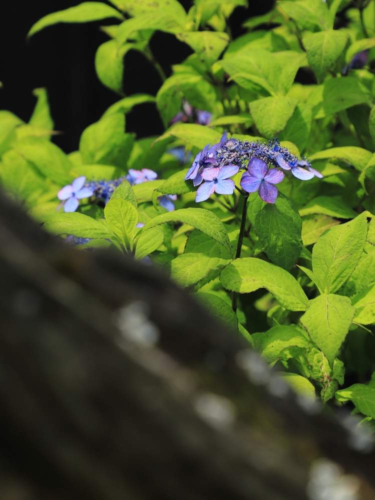 お出かけ先の画像 by takosyaさん | お出かけ先と紫陽花と梅の木とファインダー越しの私の世界と東慶寺と花のある風景とI♡Kanagawaと紫色の花と『あじさい2019』フォトコンテストと紫色が好きと北鎌倉と神奈川の風景とカメラ好き☆
