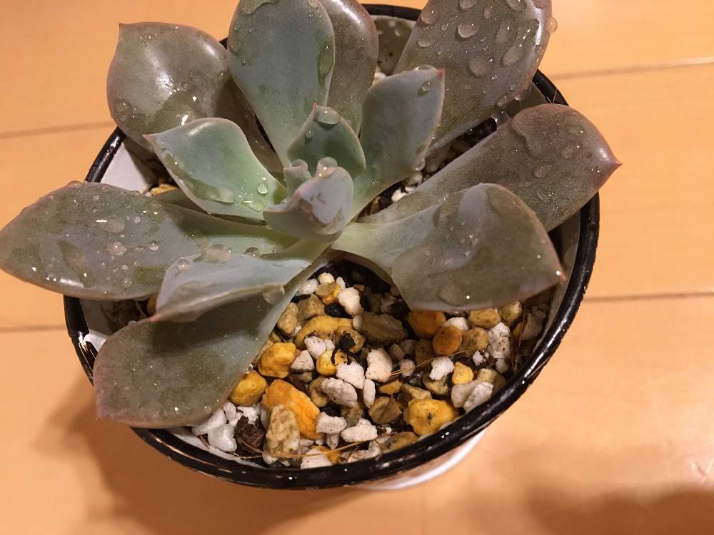 部屋の画像 by あげは❤︎succulent さん | 部屋とデビーと多肉初心者と多肉女子とやってしまった…とハダニ退治と多肉植物