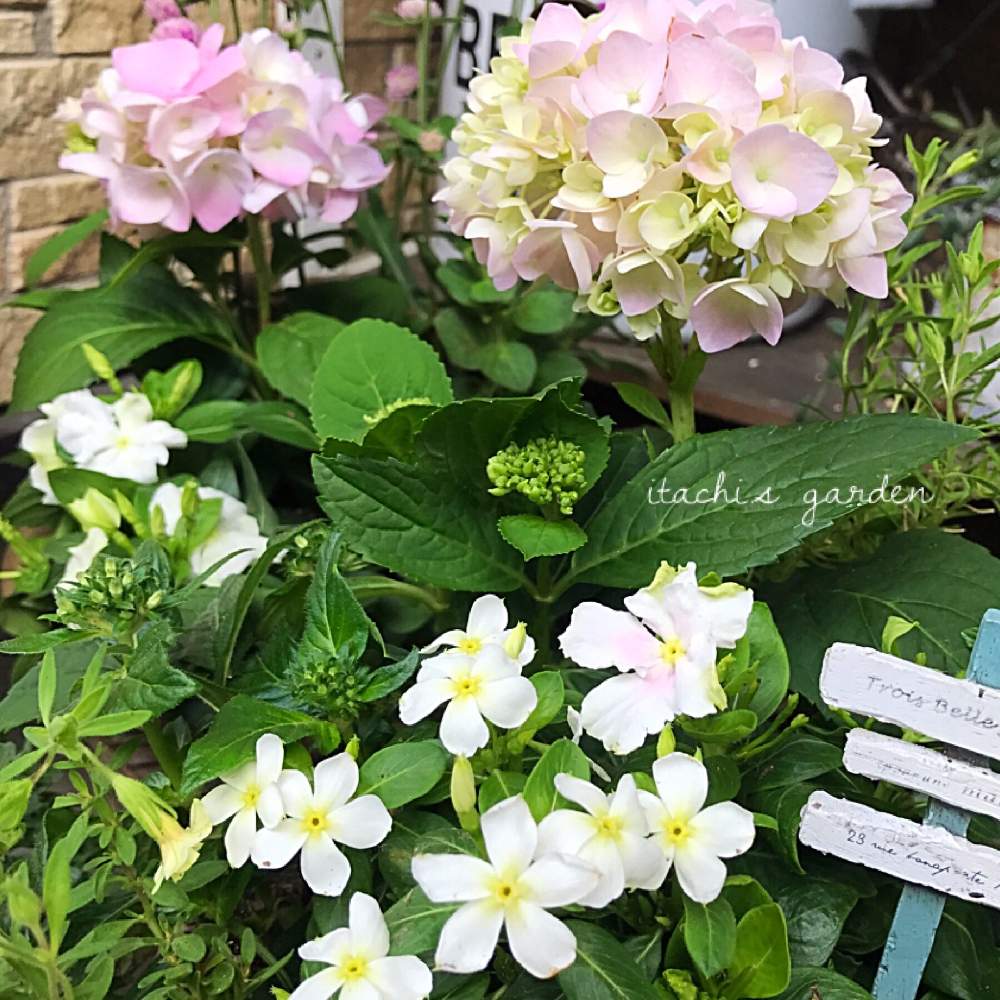 小さな庭の画像 by itachiさん | 小さな庭と趣味がお仕事にと植物のある暮らしとお花大好き♡と寄せ植えとガーデニング大好き❤️と植物大好きとニチニチソウ☆とアジサイ 霧島の恵と花のある暮らし