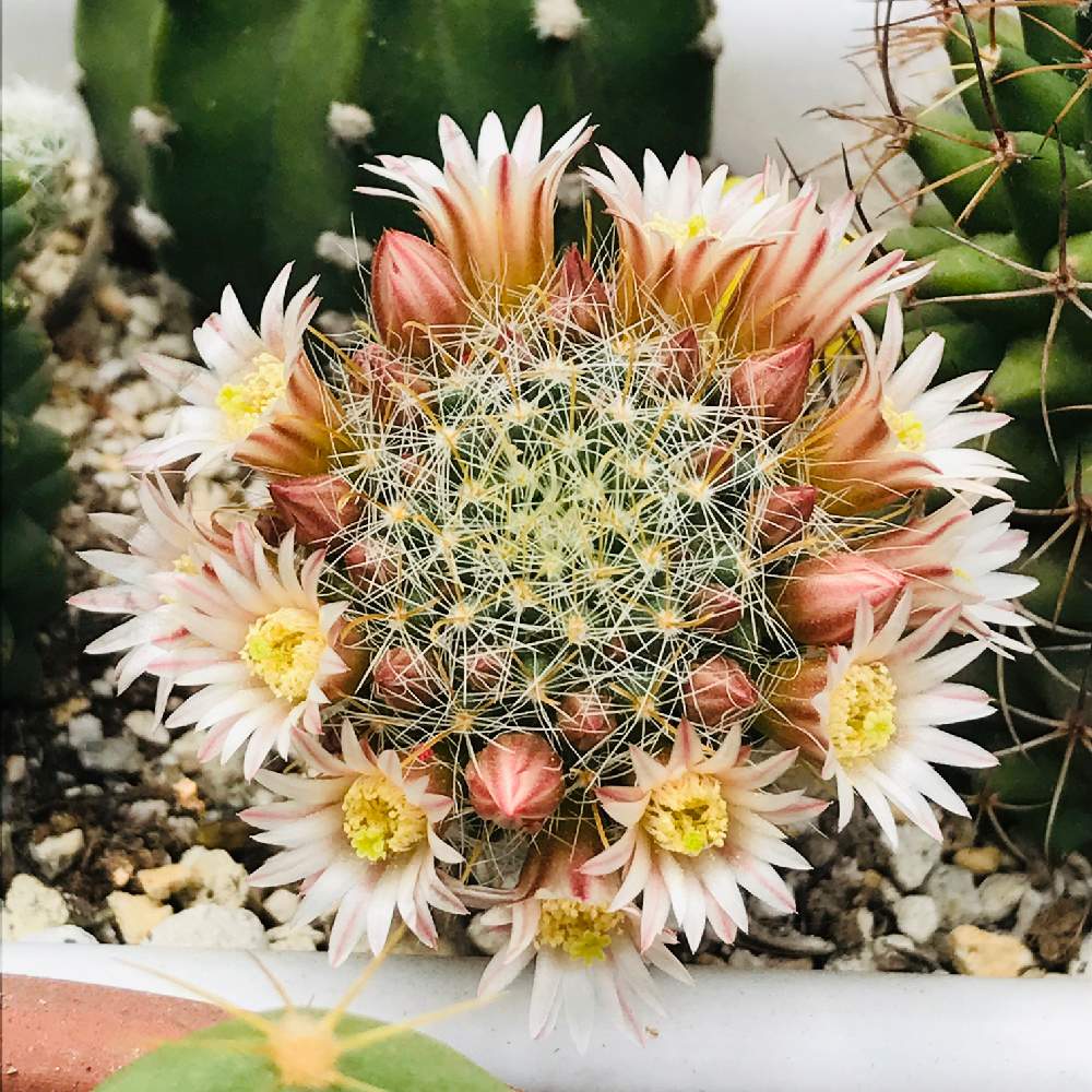 の画像 by ちっちさん | サボテンの花とミニミニサボテンとお花が咲いたと100均サボテンと花冠