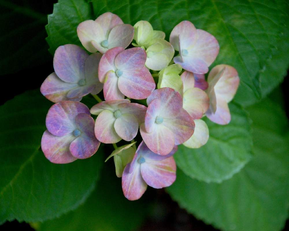 小さな庭の画像 by ♡tomo.♡さん | 小さな庭とアジサイ 紫陽花と紫陽花 アジサイ あじさいと紫陽花が好き♡と『あじさい2019』フォトコンテスト