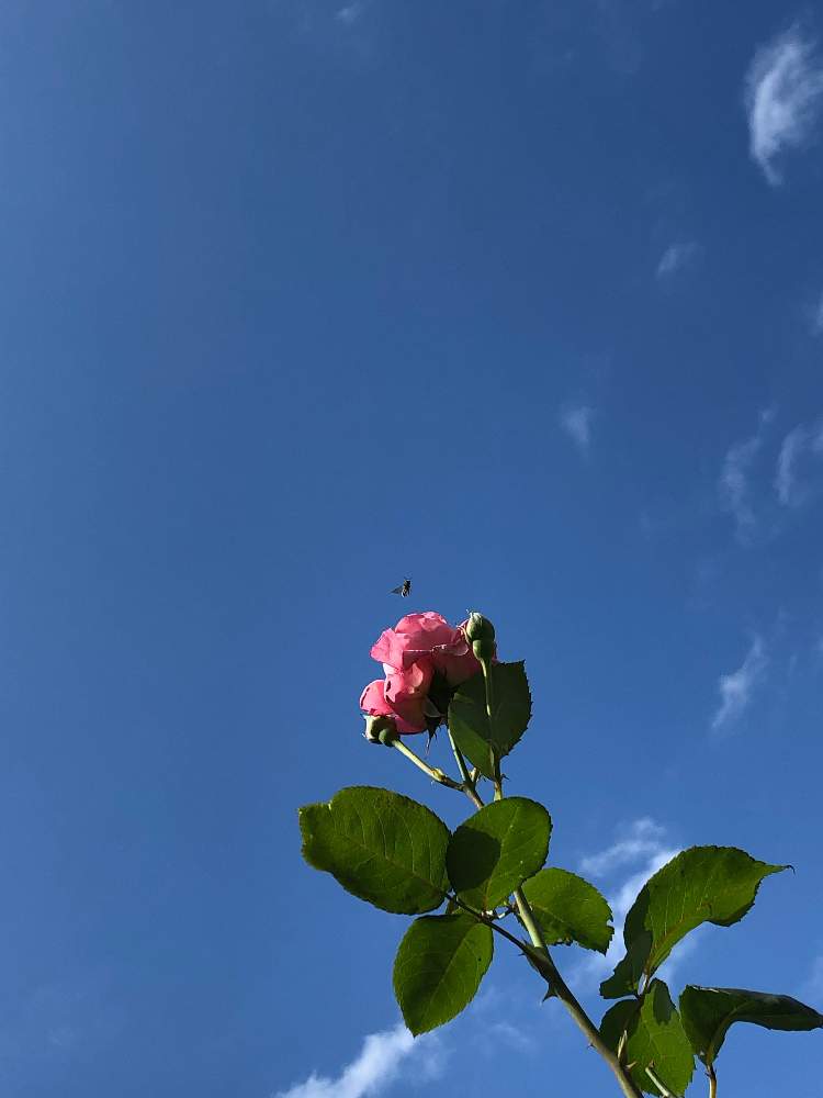 の画像 by あかねこさん | 薔薇と青空と薔薇♡とイマソラとピンクの薔薇とGS永ちゃん部と癒しと可愛いと花のある暮らしとハチくん