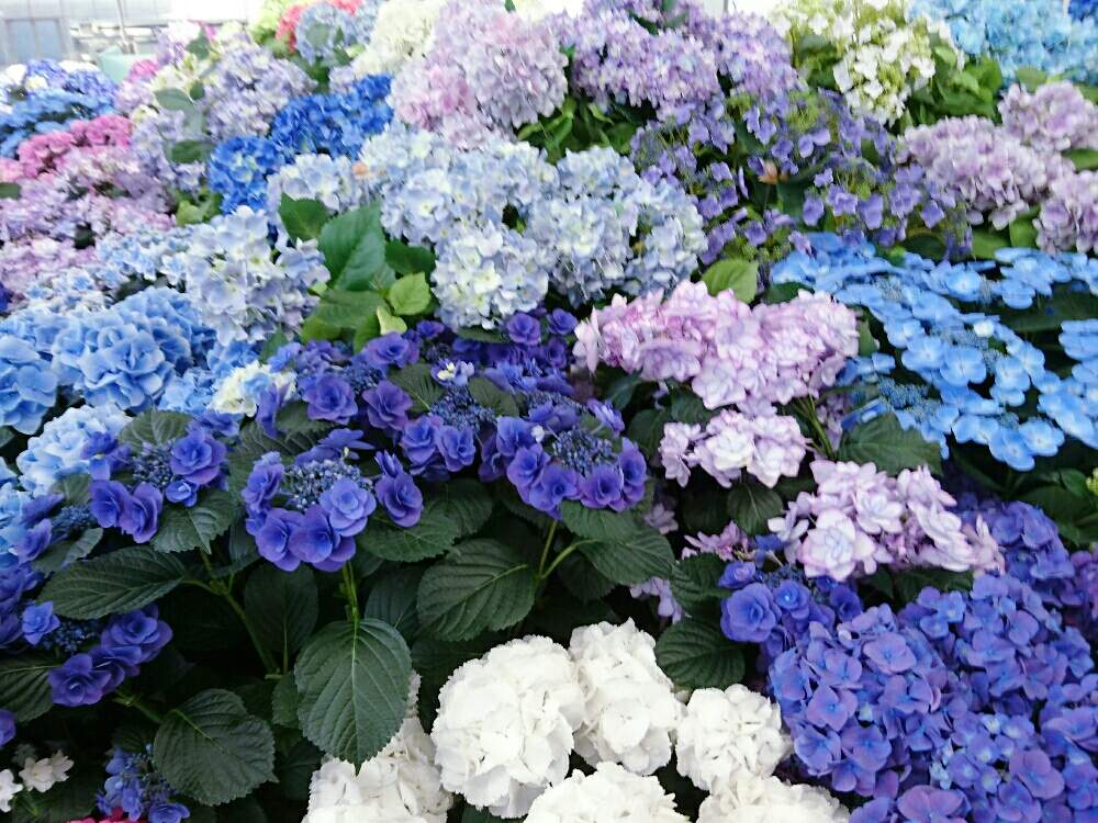 お出かけ先の画像 by misaoiさん | お出かけ先と花のある暮らしと羽田空港国際ターミナル