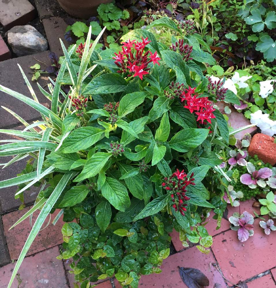 の画像 by プチ花さん | ペンタスとハクリュウとプミラとカラーリーフと寄せ植えとGS映えと夏の花とバラと夢CLUBとプチ花、冬越しと赤い花とガーデニングと花のある暮らしと癒しのひと時と冬越し成功と花の手入れとカラーリーフ使い回しとプチ花、寄植え