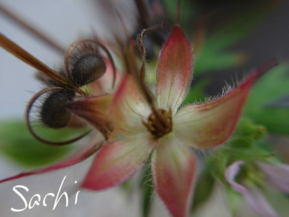 小さな庭の画像 by sachiさん | 小さな庭とアメリカフウロと花のある暮らしと私のお庭と今日の花便りとお庭を彩るお花・樹木フォトコン