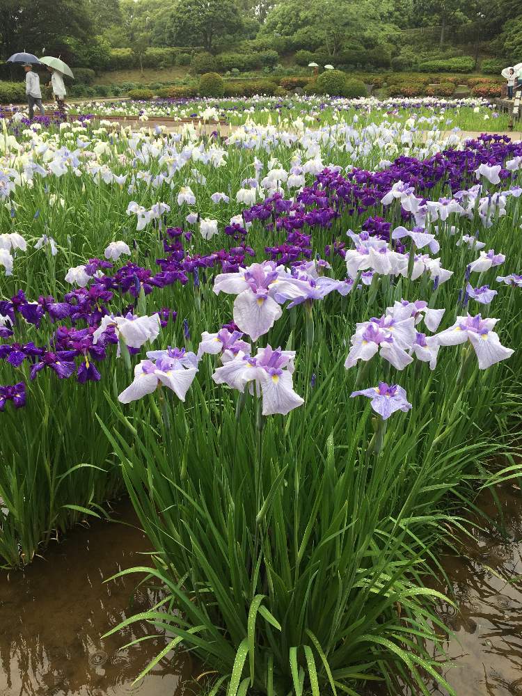 お出かけ先の画像 by ルイーズさん | お出かけ先とお花を楽しむと花菖蒲♡と県立相模原公園と花のある暮らしと菖蒲園と花しょうぶ