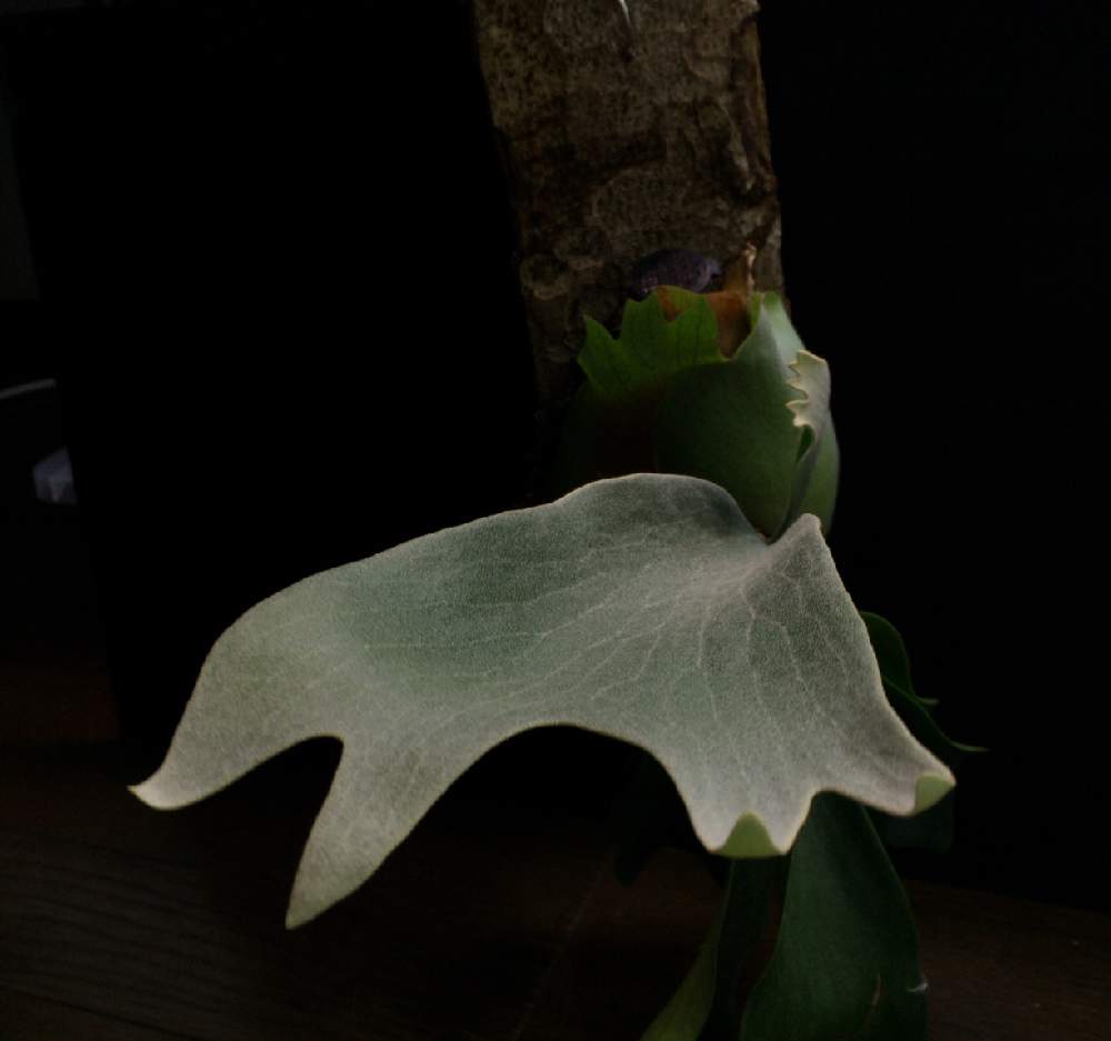 部屋の画像 by Esさん | 部屋と着生植物と コウモリラン と ビカクシダと新芽フェチとシダで幸せと植中毒と着生シダとシダはいいぞとシダ植物とビカクシダ属とうっとりと萌え萌え