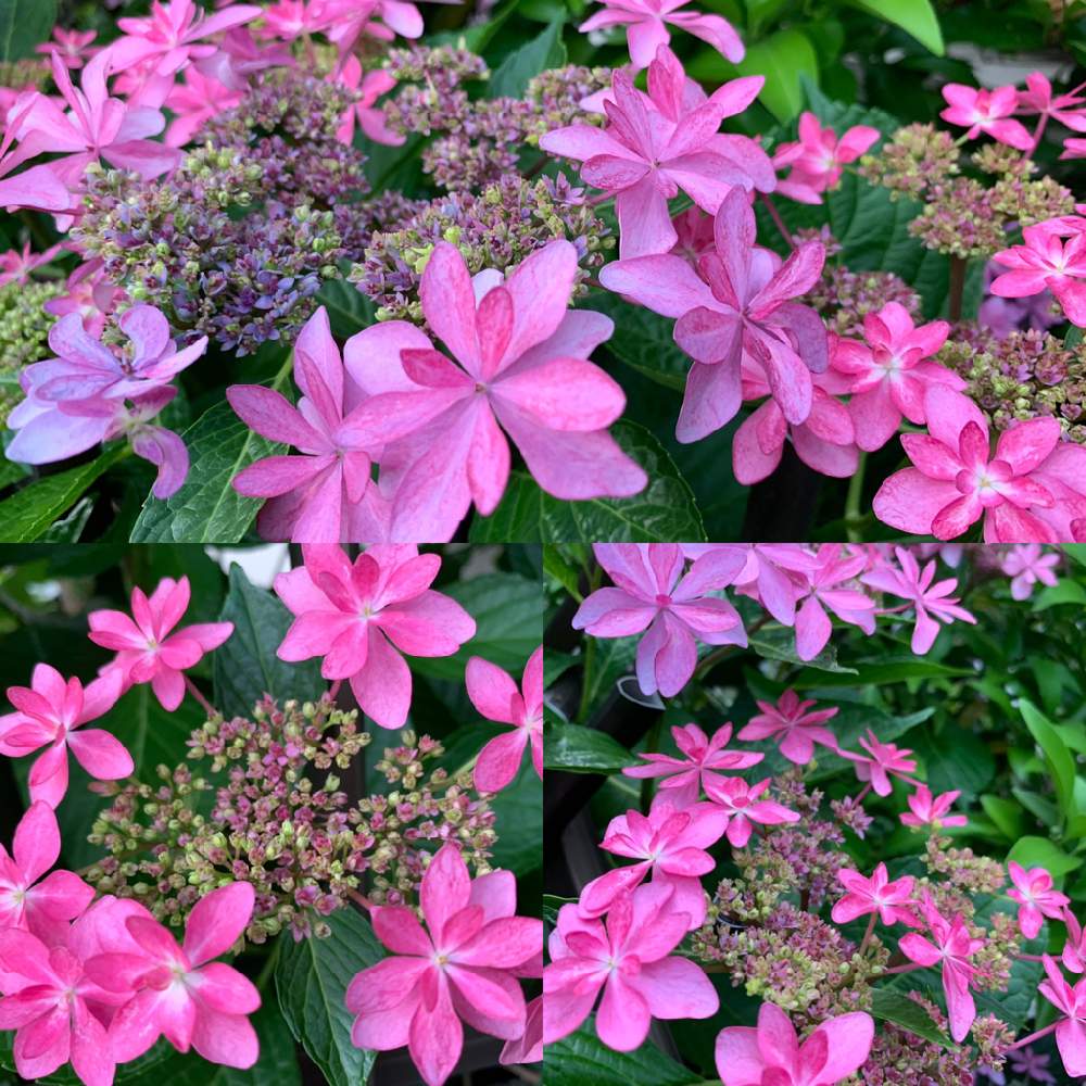 小さな庭の画像 by ポチ音さん | 小さな庭と紫陽花が好き♡と令和の風景と紫陽花 アジサイ あじさいとダンスパーティー…とアジサイ 紫陽花と新緑と『あじさい2019』フォトコンテストと花のある暮らしと令和の自然