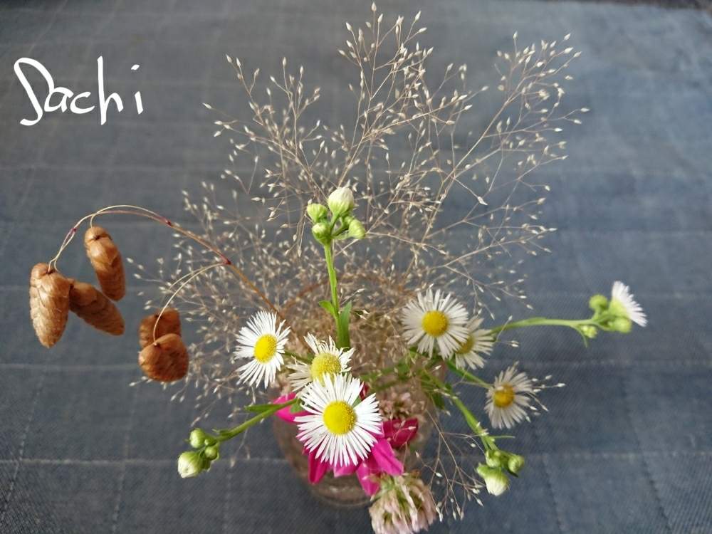 窓辺の画像 by sachiさん | 窓辺と名前を教えて!とアッツ桜とコバンソウとヒメジョオンとムラサキツメクサと堤防沿いと今日の花便りとさんぽみちと花のある暮らしと『窓辺に飾られた植物』フォトコンテストと私のお庭