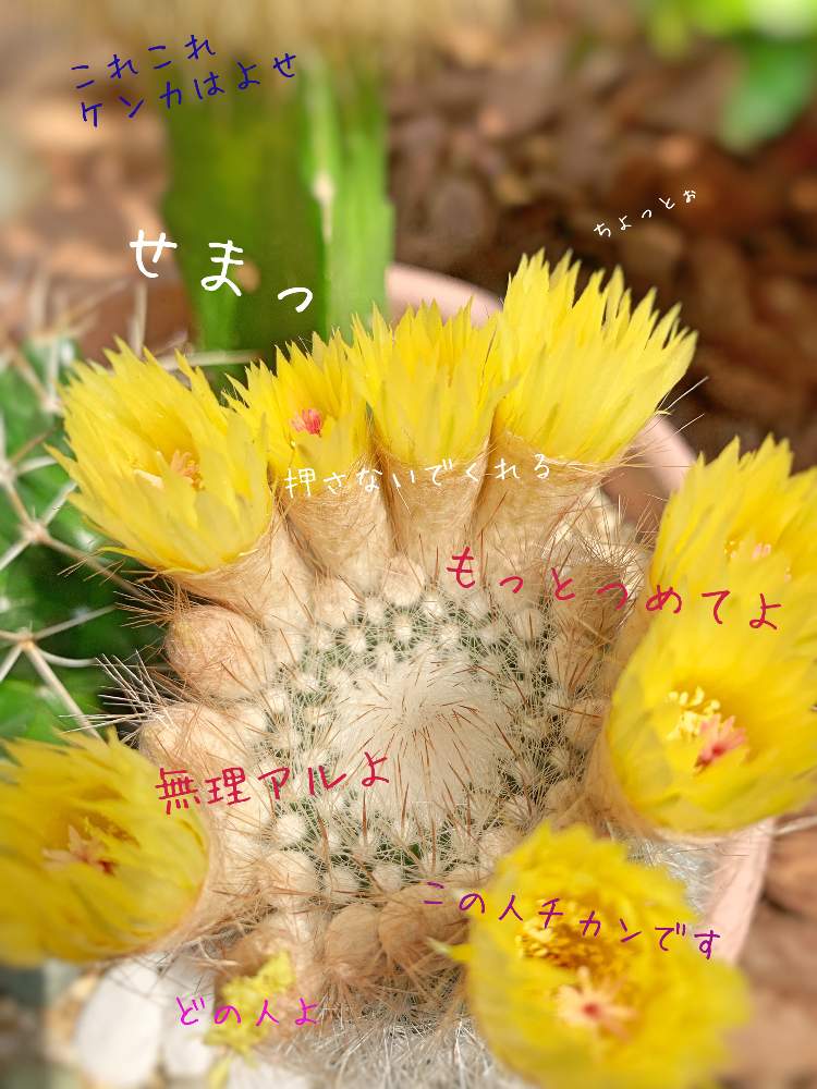 小さな庭の画像 by さば*さん | 小さな庭とサボテン科とno green no lifeとGSに感謝。とノトカクタス属 銀小町と楽しみと満員とノトカクタス属