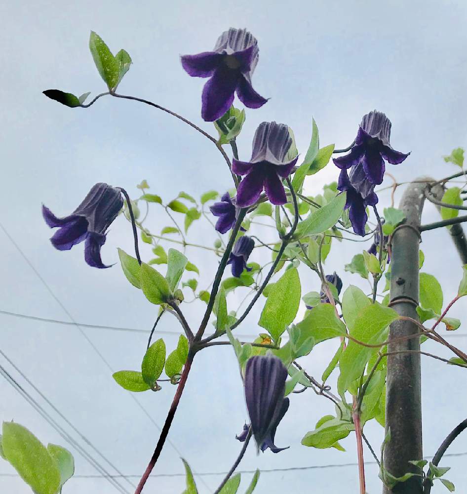 小さな庭の画像 by ブラックベリーさん | 小さな庭と花のある暮らしと庭の宿根草とクレマチス♬