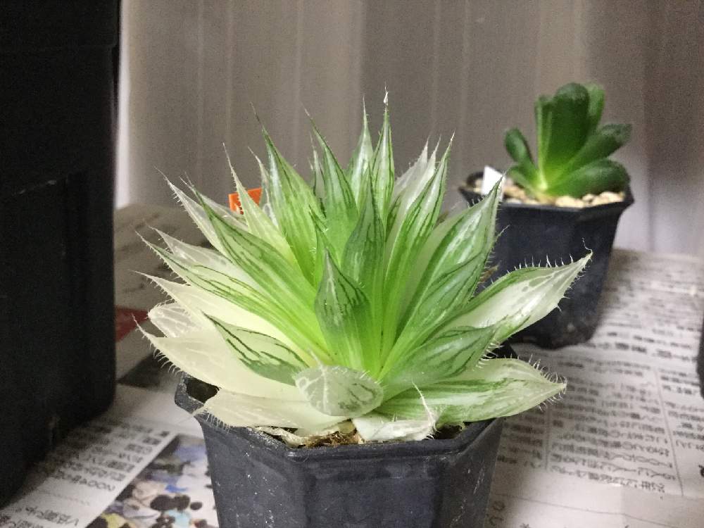 部屋の画像 by みっちーさん | 部屋とボルシー錦と多肉植物と軟葉系ハオルチアとハオルチア属とエンゲイ係数高めと植中毒とタニラーと斑入り。