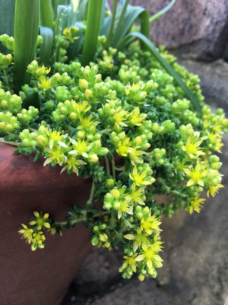 小さな庭の画像 by ルリさん | 小さな庭と名前を教えて!とセダム属とセダムの花。とお庭を彩るお花・樹木フォトコンとGS映えとGS日和と植中毒と多肉女子と花のある暮らしとGREEN UP!と多肉多肉多肉