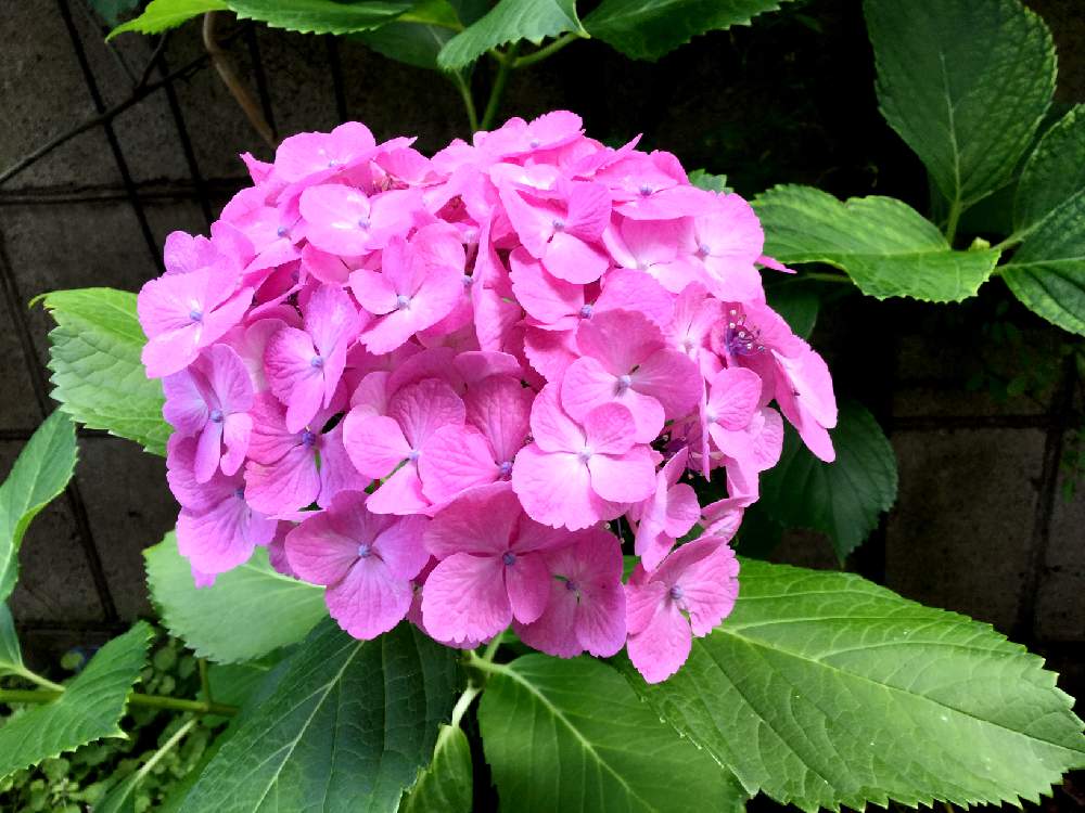 小さな庭の画像 by りぃふテリアさん | 小さな庭とお気に入りと花木と紫陽花 アジサイ あじさいと鉢植えと可愛い子と『あじさい2019』フォトコンテストと花のある暮らし