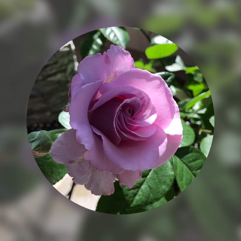 バルコニー/ベランダの画像 by gomamaさん | バルコニー/ベランダと薔薇と薔薇 エターナルとエターナルとばら バラ 薔薇とエターナル バラと薔薇エターナルとバラ 鉢植えと成長記録と花のある暮らしと薔薇♪とばら 薔薇 バラとバラ・ミニバラとカインズバラコンテスト2019