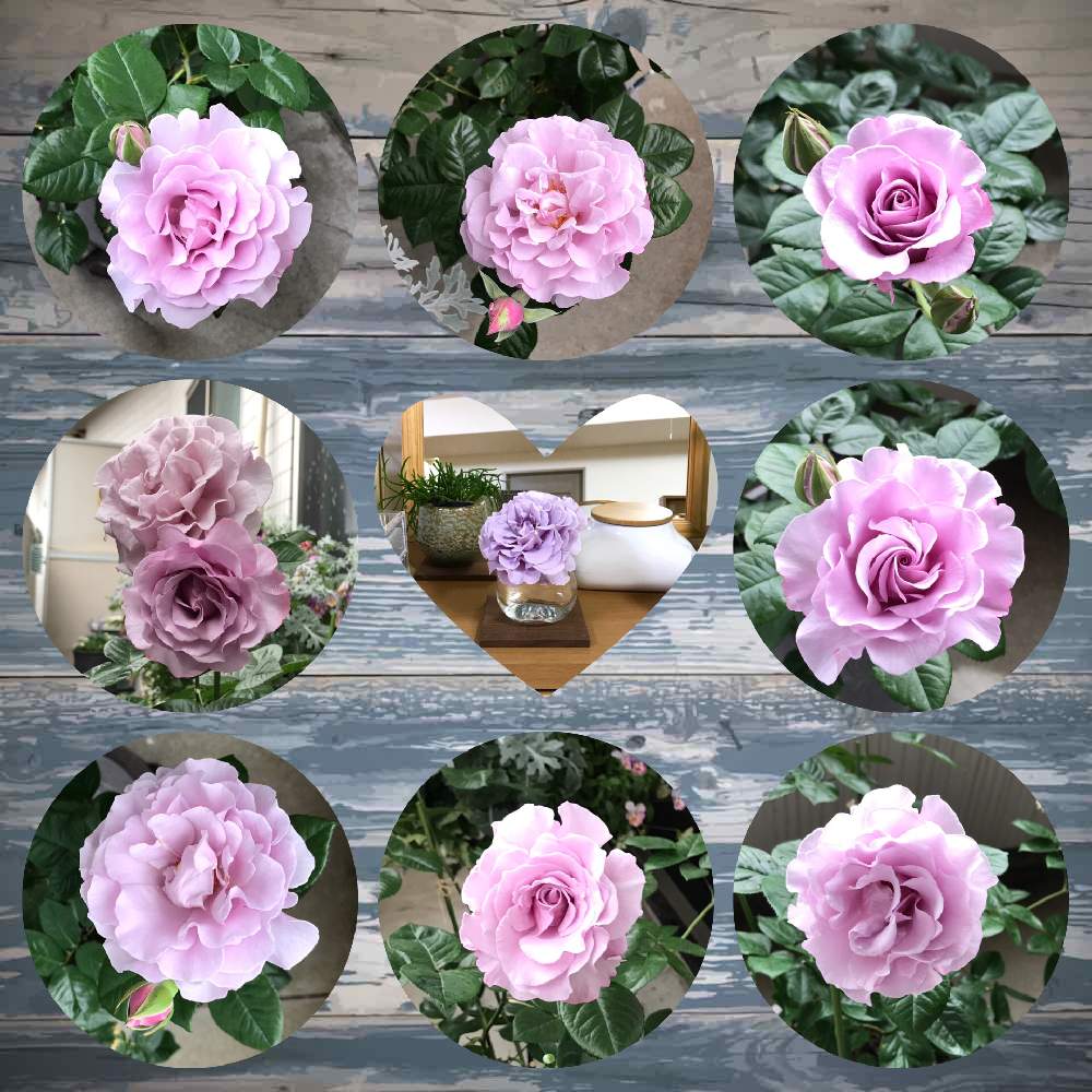 バルコニー/ベランダの画像 by gomamaさん | バルコニー/ベランダと薔薇と薔薇 エターナルとエターナルとばら バラ 薔薇とエターナル バラと薔薇エターナルとバラ 鉢植えと成長記録と花のある暮らしと薔薇♪とばら 薔薇 バラとバラ・ミニバラとカインズバラコンテスト2019