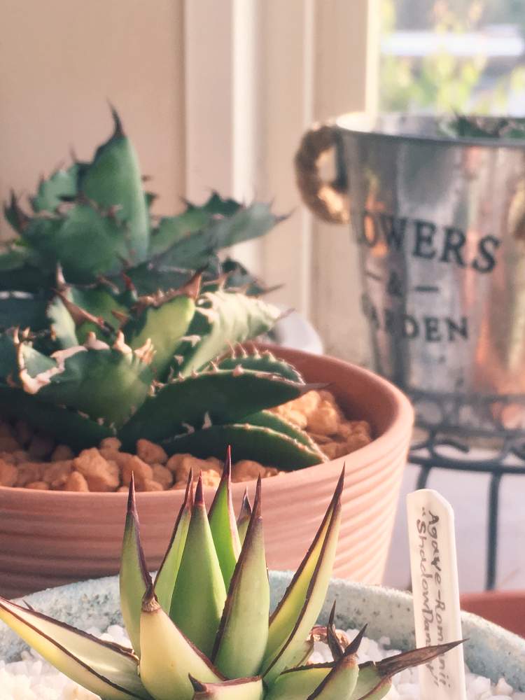 窓辺の画像 by ちまのた屋さん | 窓辺とTitanota B,BとAgave Romanii "Shadow Danser"とTitanota Dowarfとチタノタ錦