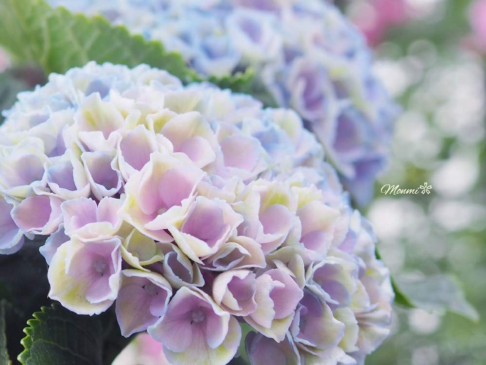 小さな庭の画像 by monmiさん | 小さな庭とハイドランジア マジカルとちいさな幸せ♡と紫陽花 アジサイ あじさいと植中毒と緑のある暮らしと『あじさい2019』フォトコンテストと花のある暮らしとかわいいな♡