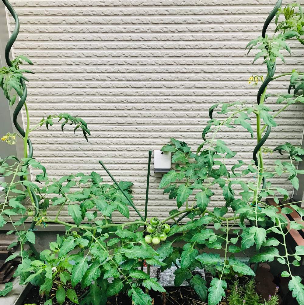 の画像 by GOOSさん | バジルと鷹の爪とラベンダー デンタータとアマルフィの誘惑と混植家庭菜園と家庭菜園と無農薬❤家庭菜園と苗からと無農薬と家庭菜園奮闘日記とコンパニオンプランツとマウロの地中海トマト