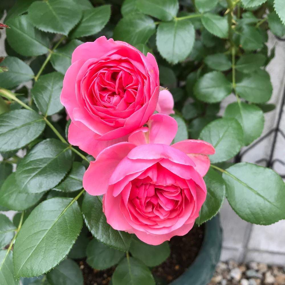 フェンスの画像 by つるばらさん | フェンスとばら バラ 薔薇とバラと暮らすと薔薇愛同盟とピンク!ピンク!ピンク!とわたしのレオナルドダヴィンチとピンク❤︎ピンクとバラの季節とバラの鉢植えとメイアンと鉢でバラを育てるとバラが好きと花のある暮らしとバラに囲まれてとバラ フェンスとばら 薔薇 バラとロザリアンとレオナルド・ダ・ヴィンチとツーショット